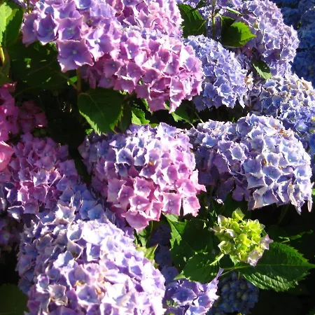 Chateau De 4* Cleuville