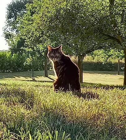 Chateau De 4* Cleuville